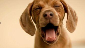 娱乐吃瓜酱送小狗