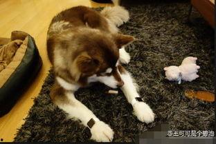 娱乐吃瓜酱送小狗