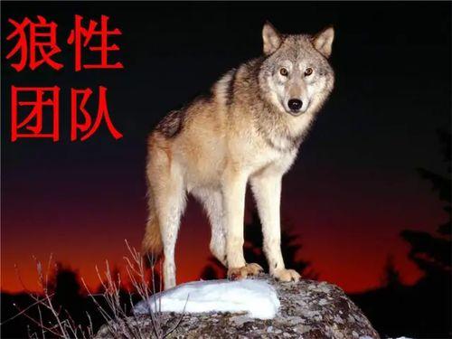 娱乐吃瓜酱狼性,揭秘娱乐圈的狠角色