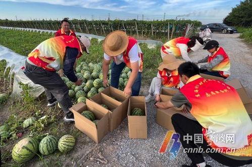 嘉禾望岗娱乐吃瓜地,揭秘网红聚集地的幕后故事