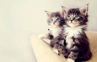 娱乐吃瓜酱猫,揭秘娱乐圈那些不为人知的幕后故事