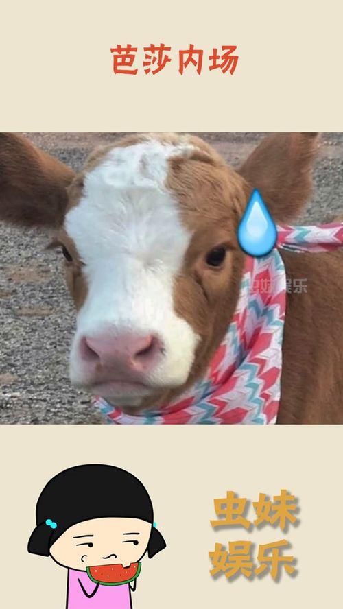 娱乐吃瓜酱图片